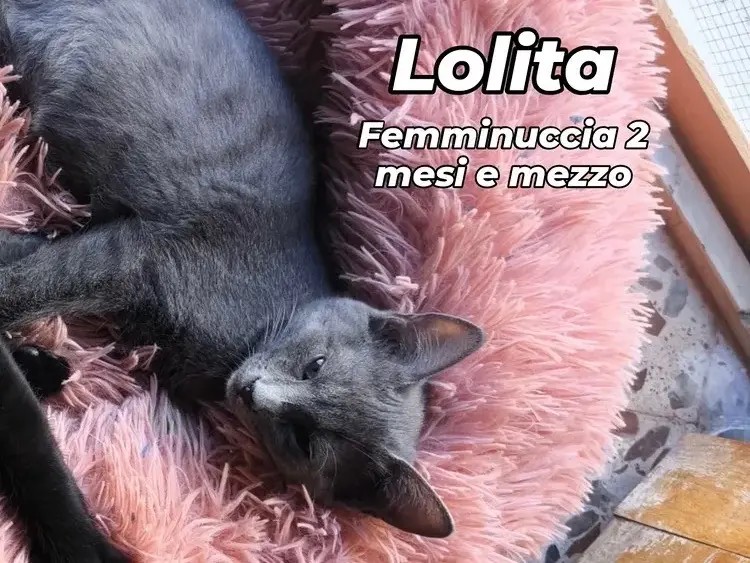 Adozione gatto, femmina, Razza sconosciuta Razza sconosciuta, 1 anno, taglia non valida, Bari