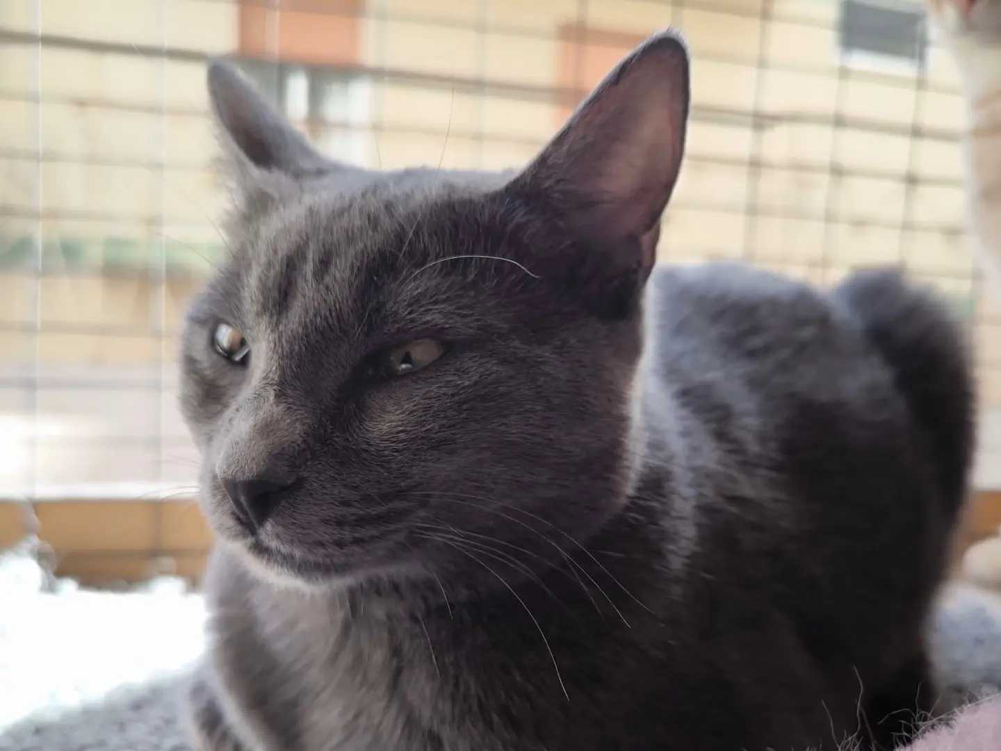 Adotta un gatto, femmina, 1 anno, Bari