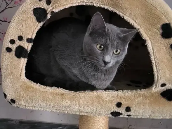 Adotta un gatto, taglia non valida, femmina, Bari