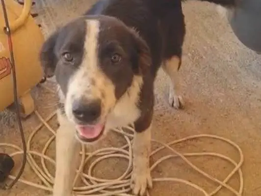 Vuoi adottare un cane a Vibo?