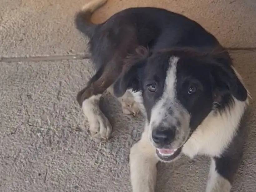Adotta un cane, taglia media, maschio, Vibo