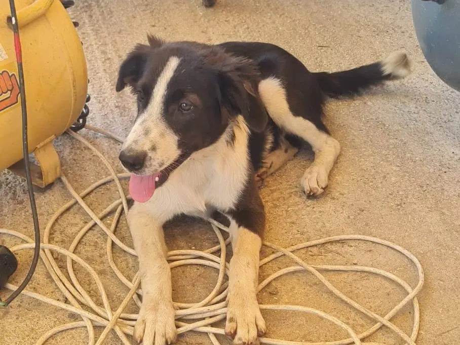 Adozione cane, maschio, Border Collie Razza sconosciuta, 9 mesi, taglia media, Vibo