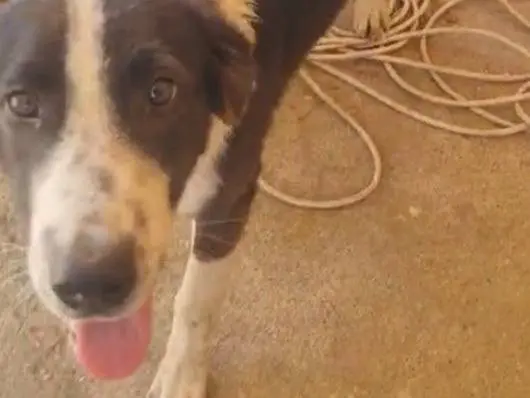 Adotta il cane BLACK a Vibo
