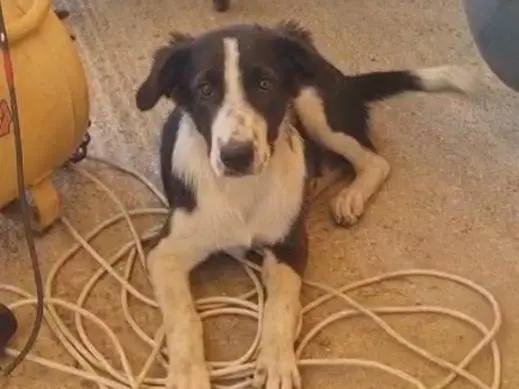 Adotta un cane, maschio, 9 mesi, Vibo