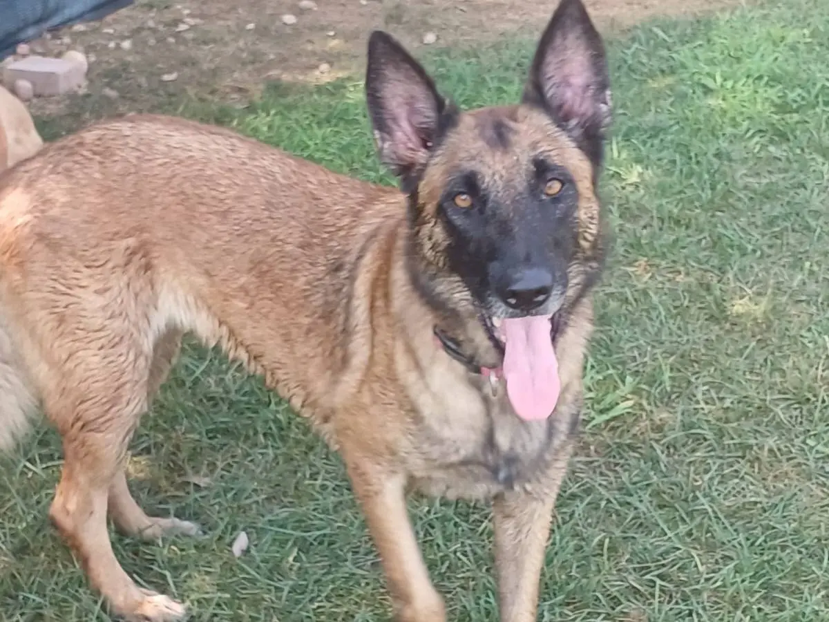 Adotta un cane, femmina, 8 anni e 8 mesi, Mantova