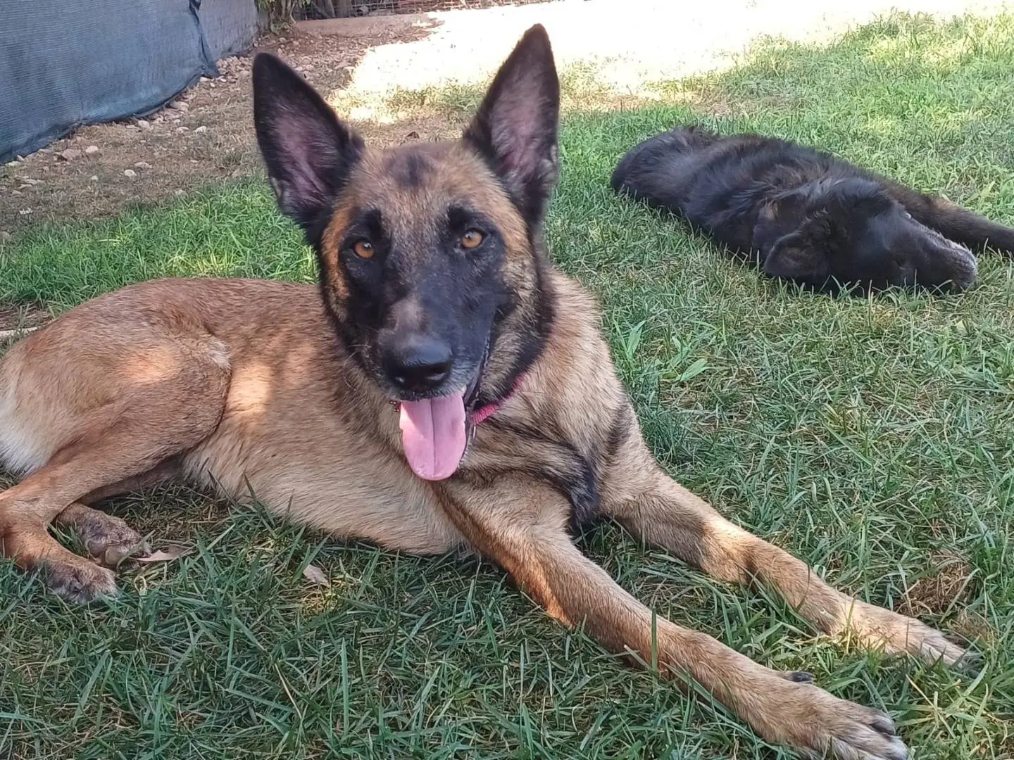 Adozione cane, femmina, Pastore Belga Malinois Razza sconosciuta, 8 anni e 8 mesi, taglia media, Mantova