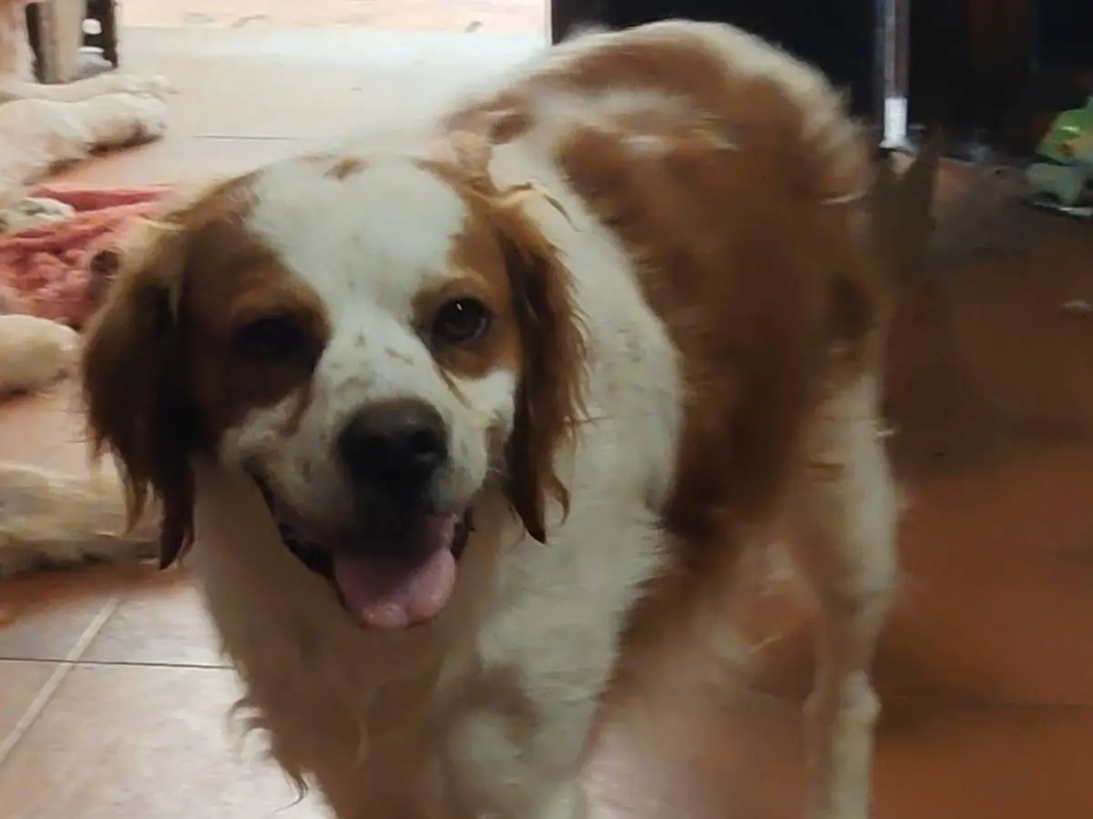 Vuoi adottare un cane a Roma?