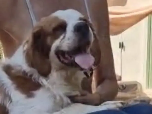 Adotta un cane, taglia media, maschio, Roma