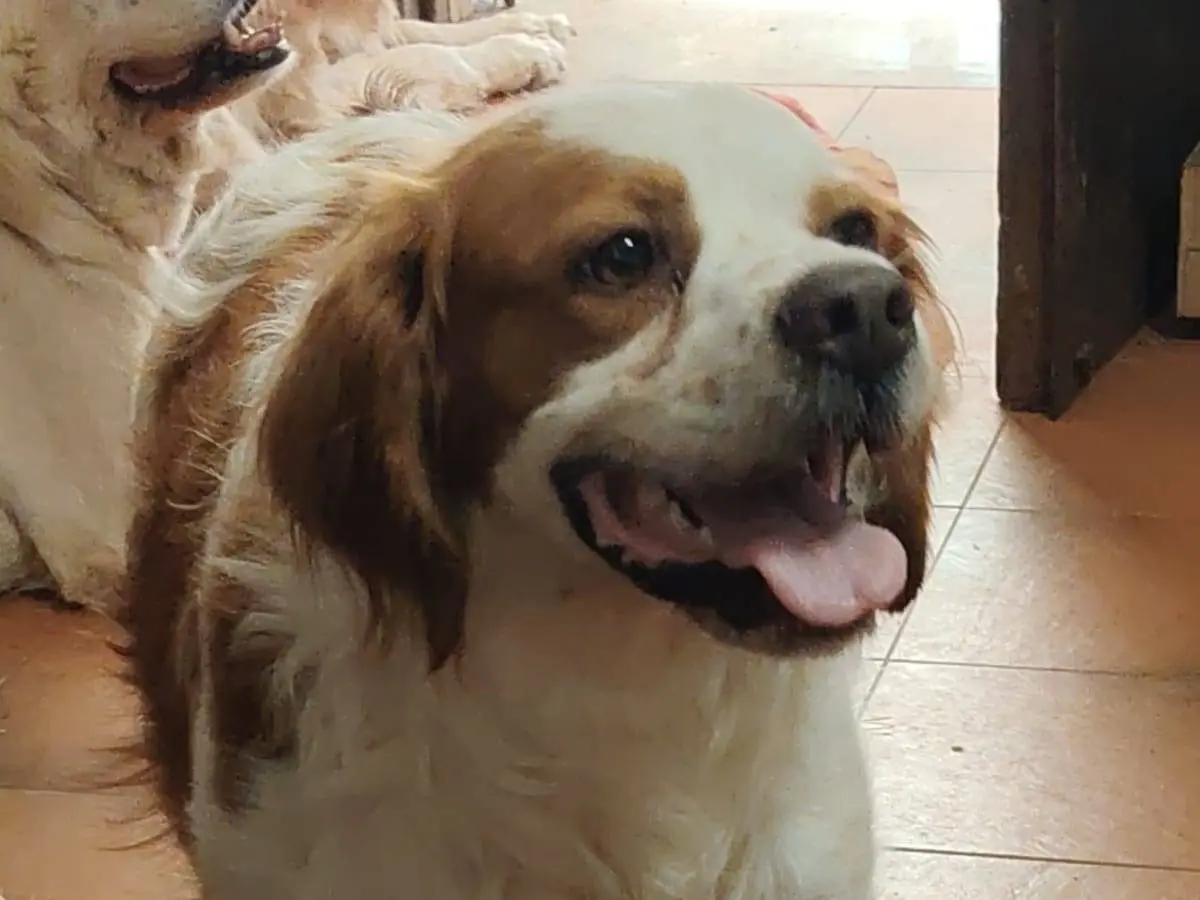 Adozione cane, maschio, Breton Razza sconosciuta, 2 anni e 9 mesi, taglia media, Roma