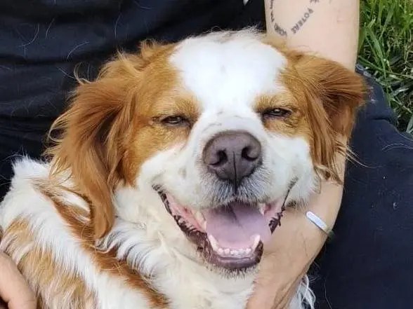 Adotta un cane, maschio, 2 anni e 9 mesi, Roma