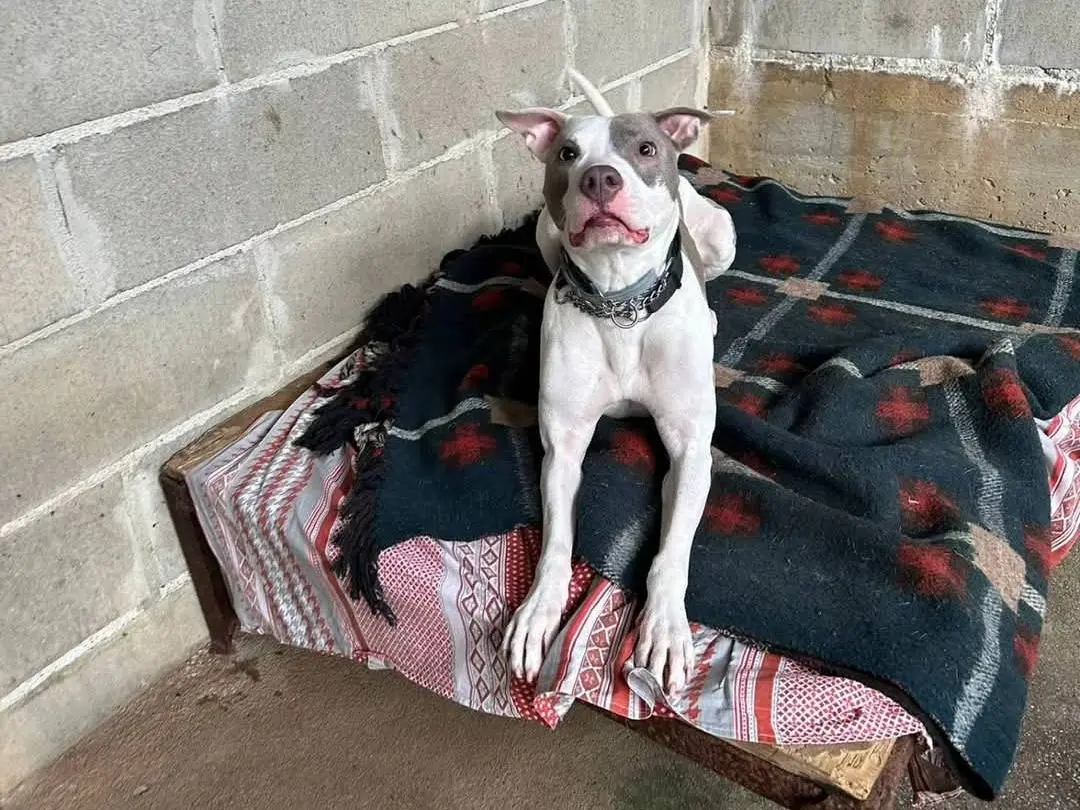 Adotta un cane, femmina, 8 anni e 8 mesi, Genova