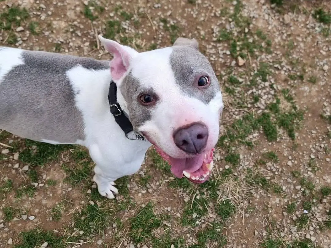 Adozione cane, femmina, Pitbull Razza sconosciuta, 8 anni e 8 mesi, taglia media, Genova