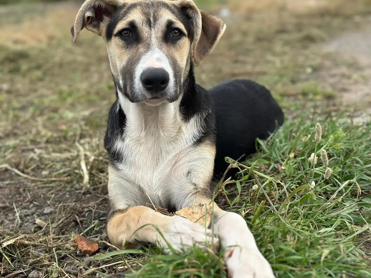 Adozione cane, maschio, Bracco Razza sconosciuta, 8 mesi, taglia media, Siracusa