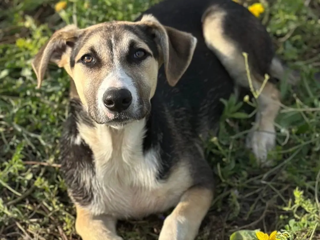 Adotta un cane, maschio, 8 mesi, Siracusa