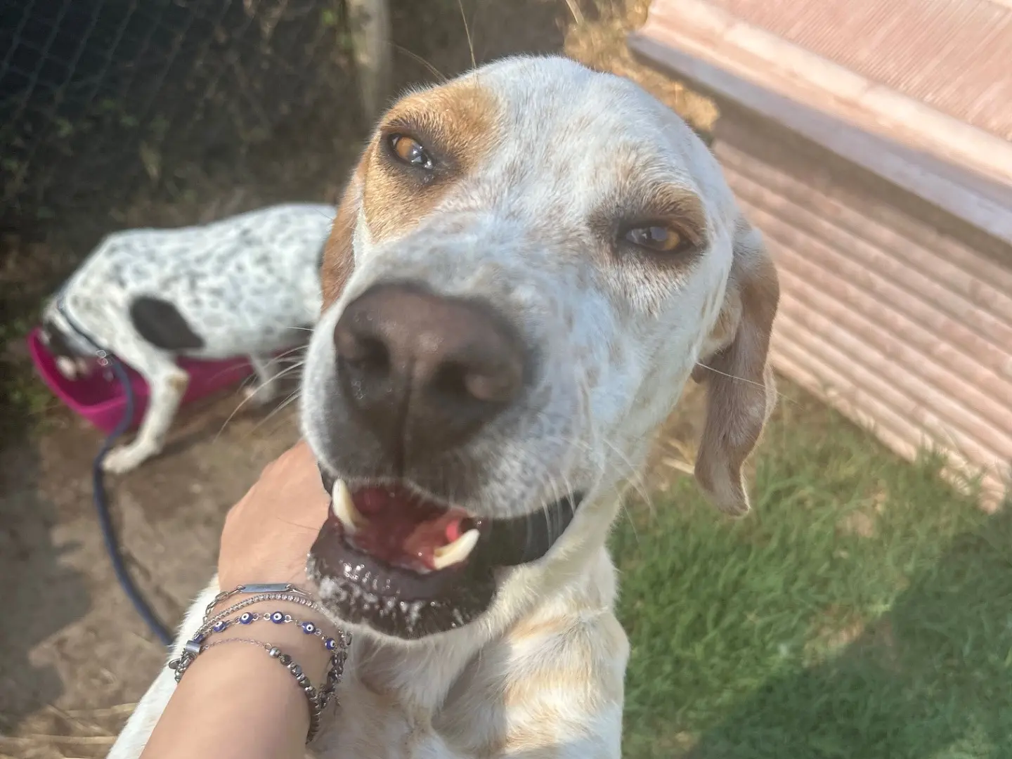 Adozione cane, maschio, Pointer Razza sconosciuta, 3 anni e 5 mesi, taglia media contenuta, Latina