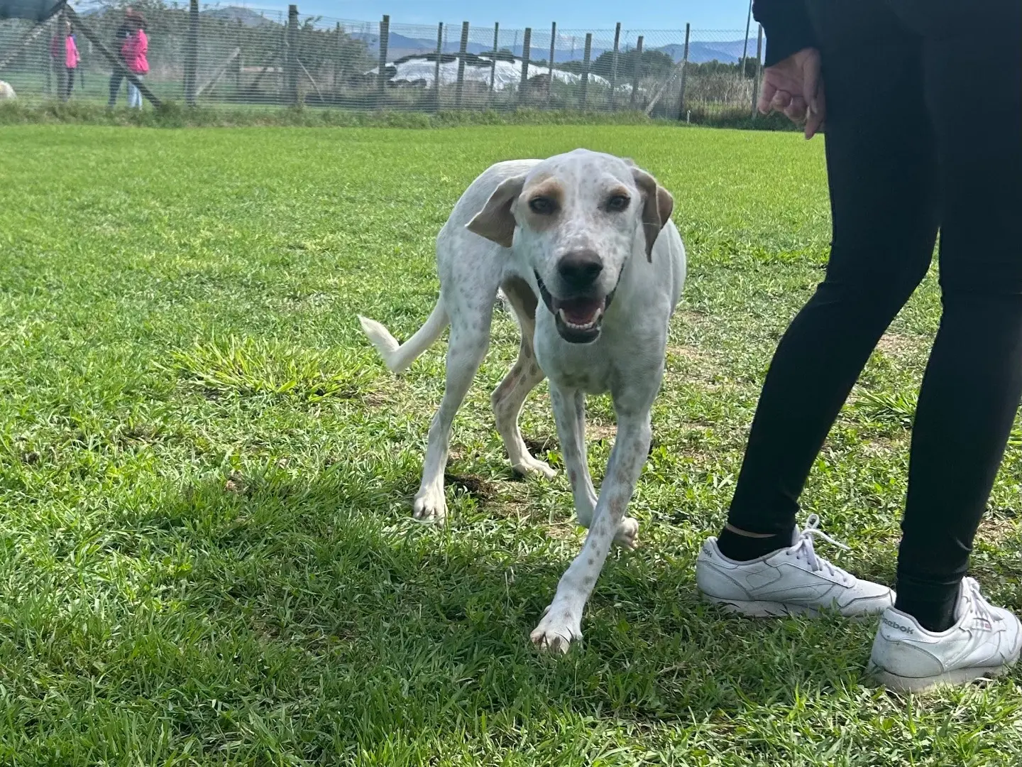 Adotta il cane Toro a Latina