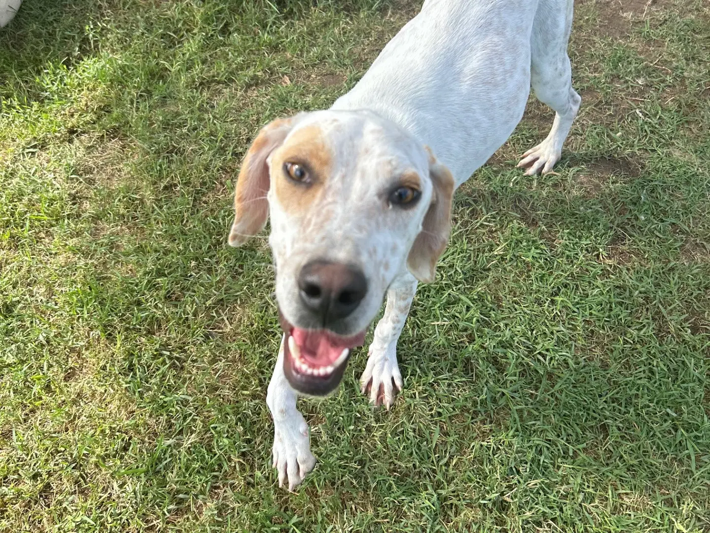 Adotta un cane, maschio, 3 anni e 5 mesi, Latina