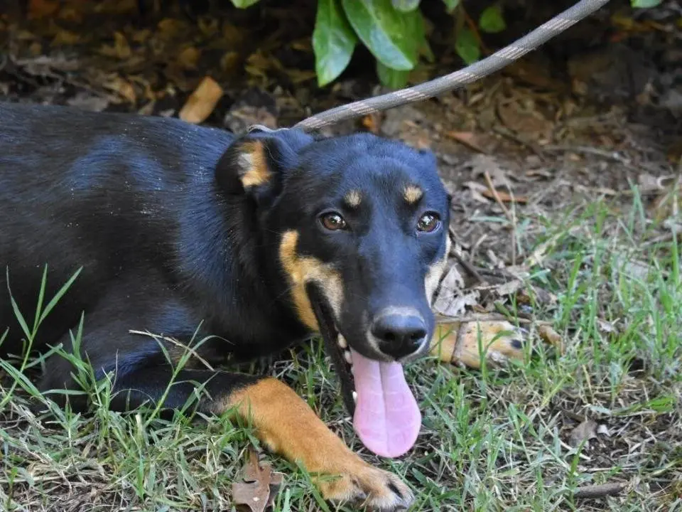 Vuoi adottare un cane a Roma?