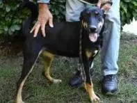 Adotta un cane, taglia media, femmina, Roma