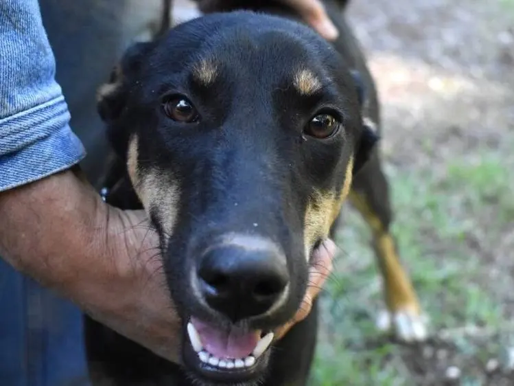 Adozione cane, femmina, Razza sconosciuta Razza sconosciuta, 1 anno e 6 mesi, taglia media, Roma