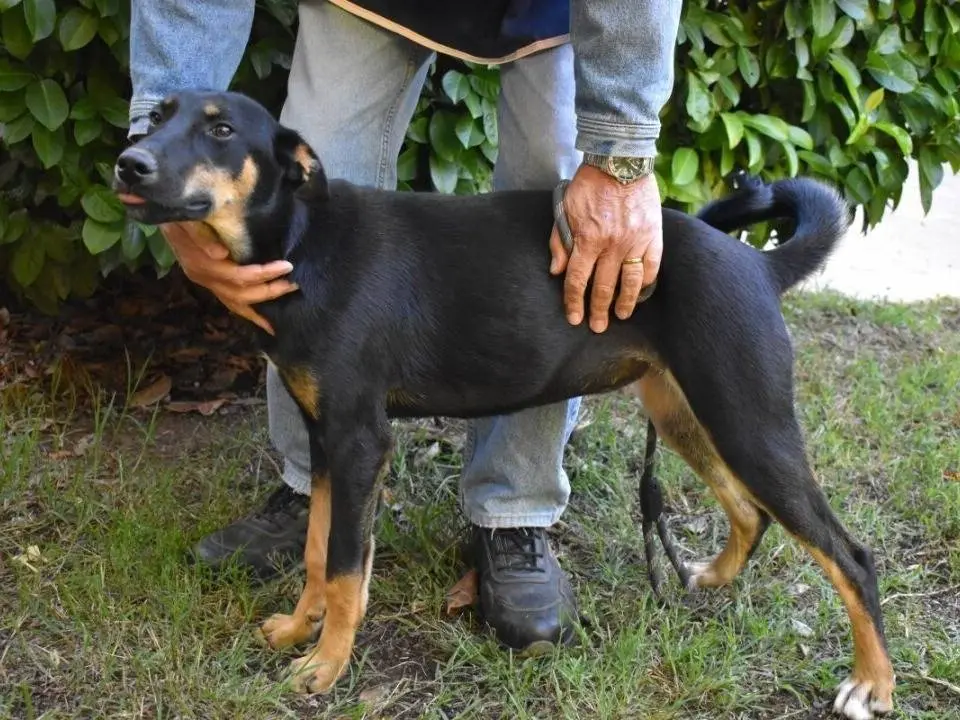 Adotta un cane, femmina, 1 anno e 6 mesi, Roma