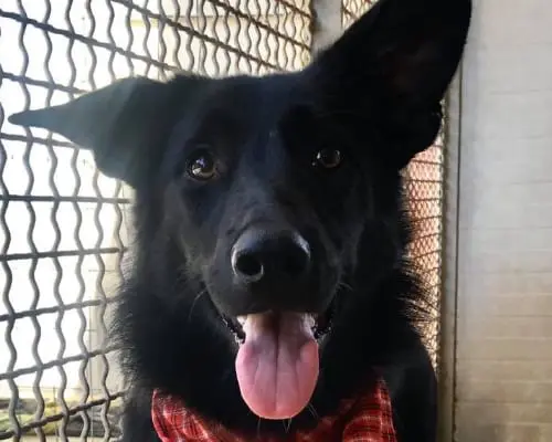 Adozione cane, femmina, Pastore tedesco, 7 anni e 6 mesi, taglia piccola, Napoli