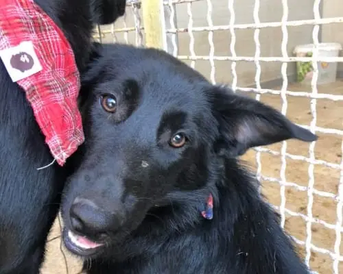 Adotta un cane, femmina, 7 anni e 6 mesi, Napoli