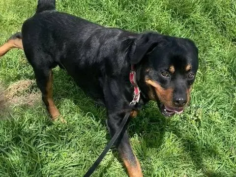 Adotta un cane, taglia grande, maschio, Cremona