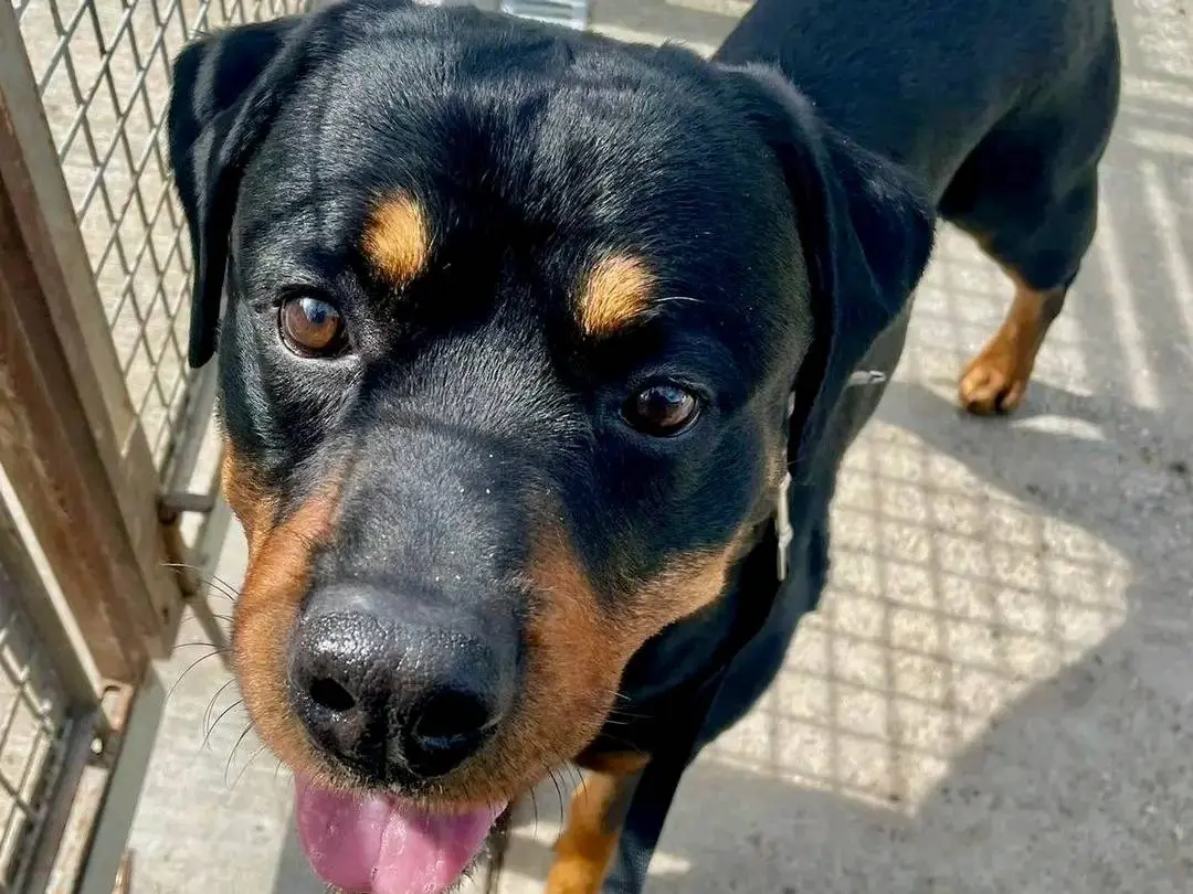 Adotta un cane, maschio, 7 anni e 11 mesi, Cremona