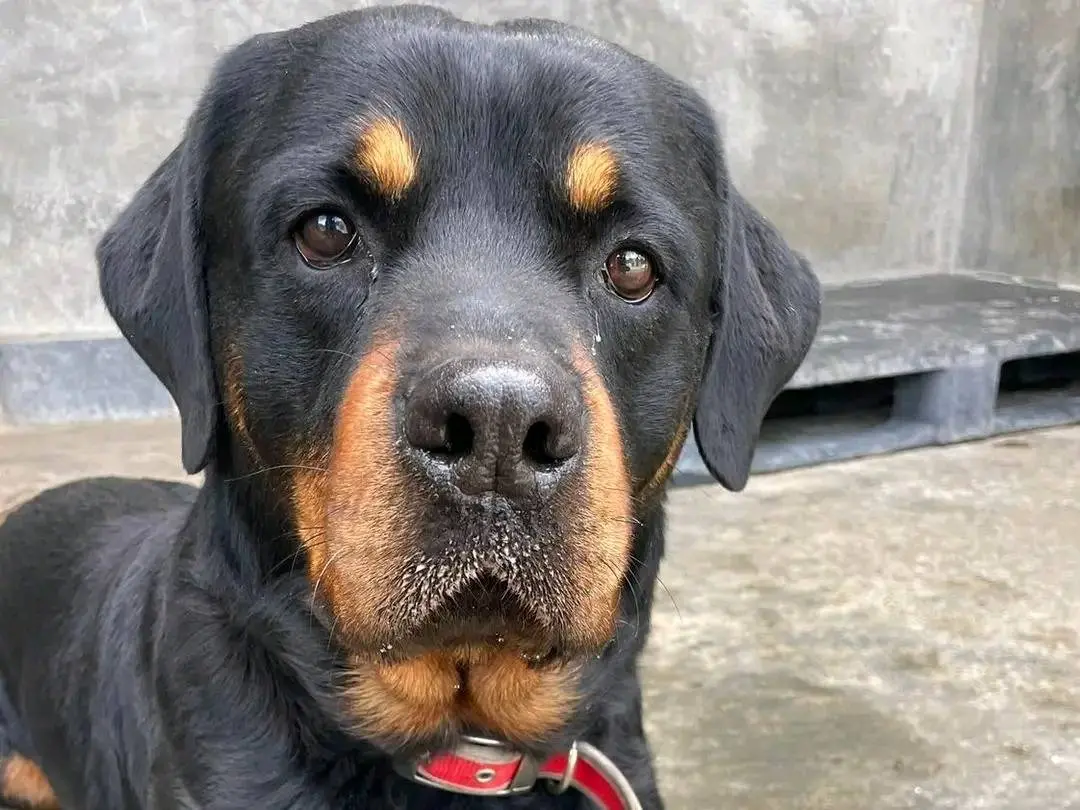 Adozione cane, maschio, Rottweiler Razza sconosciuta, 7 anni e 11 mesi, taglia grande, Cremona