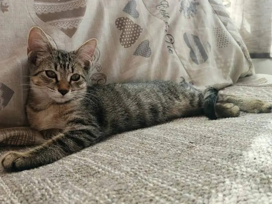 Adozione gatto, femmina, Razza sconosciuta Razza sconosciuta, 2 mesi, taglia non valida, Catania