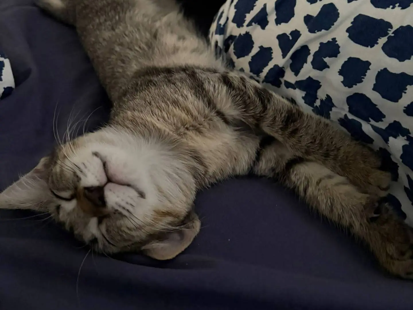 Adotta un gatto, taglia non valida, femmina, Catania