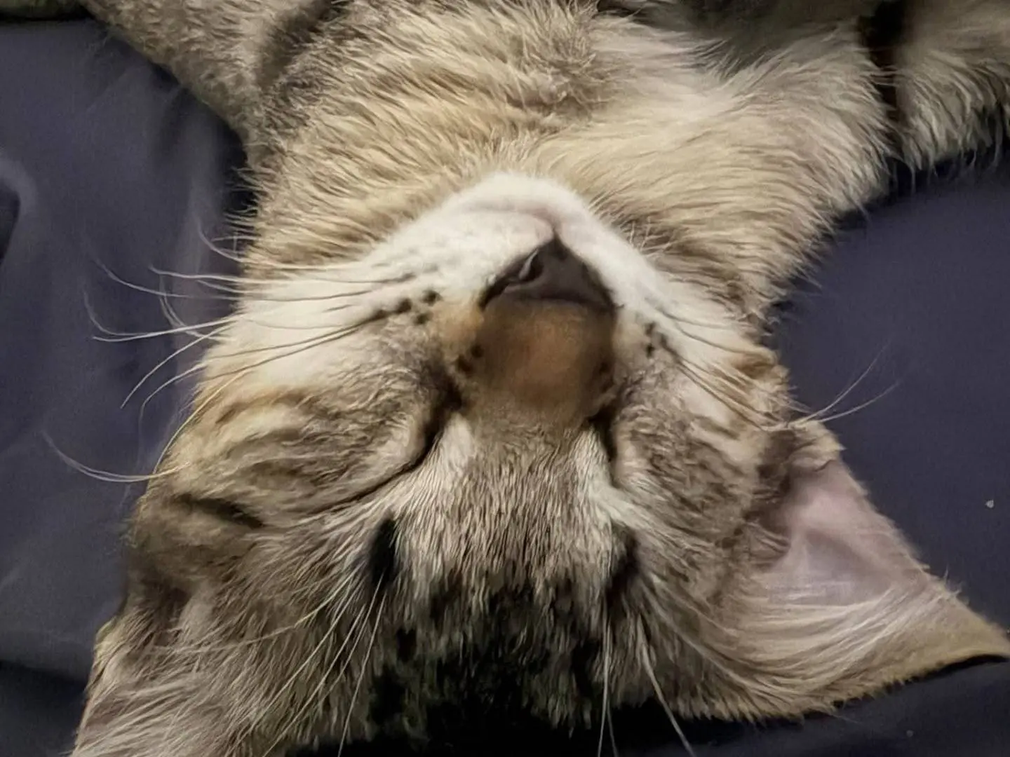 Adotta un gatto, femmina, 2 mesi, Catania