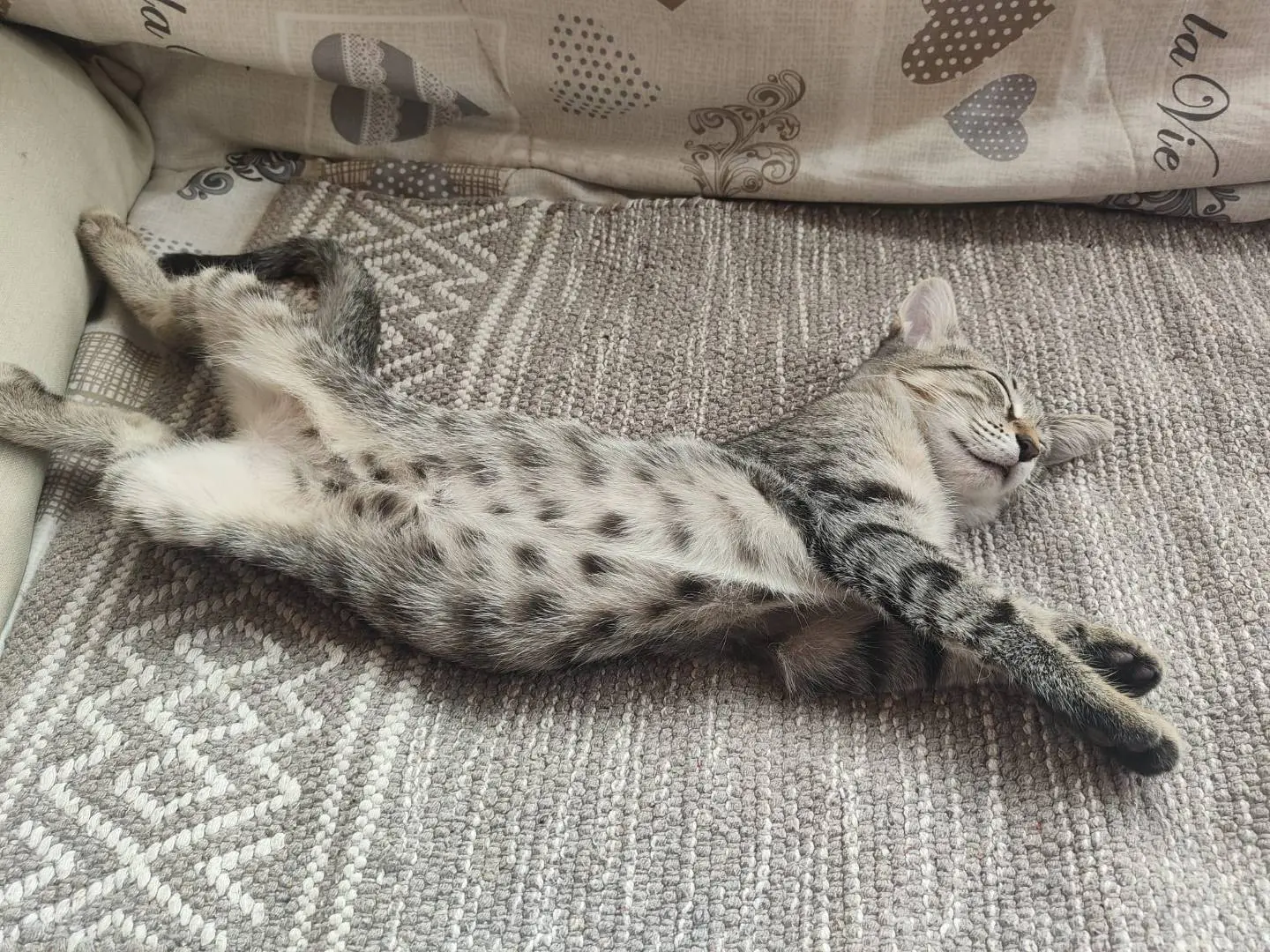 Vuoi adottare un gatto a Catania?