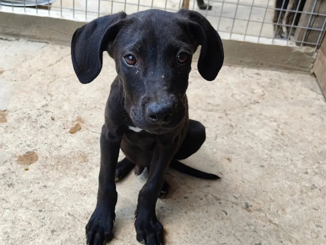 Adozione cane, maschio, Razza sconosciuta Razza sconosciuta, 1 anno e 5 mesi, taglia media, Vibo