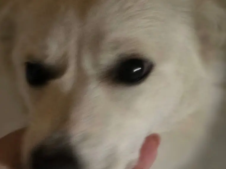 Adozione cane, maschio, Volpino di Pomerania Razza sconosciuta, 3 anni, taglia piccola, Napoli