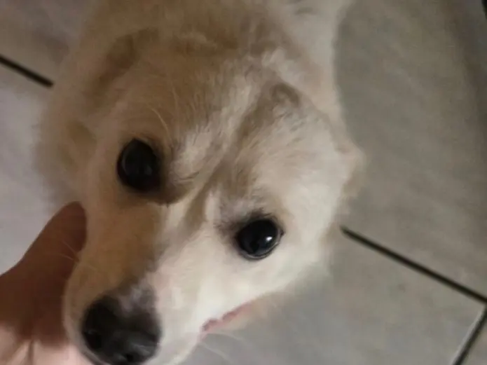 Adotta un cane, maschio, 3 anni, Napoli