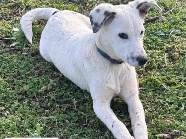 Adozione cane, maschio, Razza sconosciuta Razza sconosciuta, 1 anno e 1 mese, taglia media contenuta, Vibo