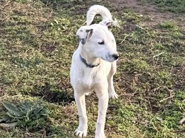 Adotta un cane, taglia media contenuta, maschio, Vibo