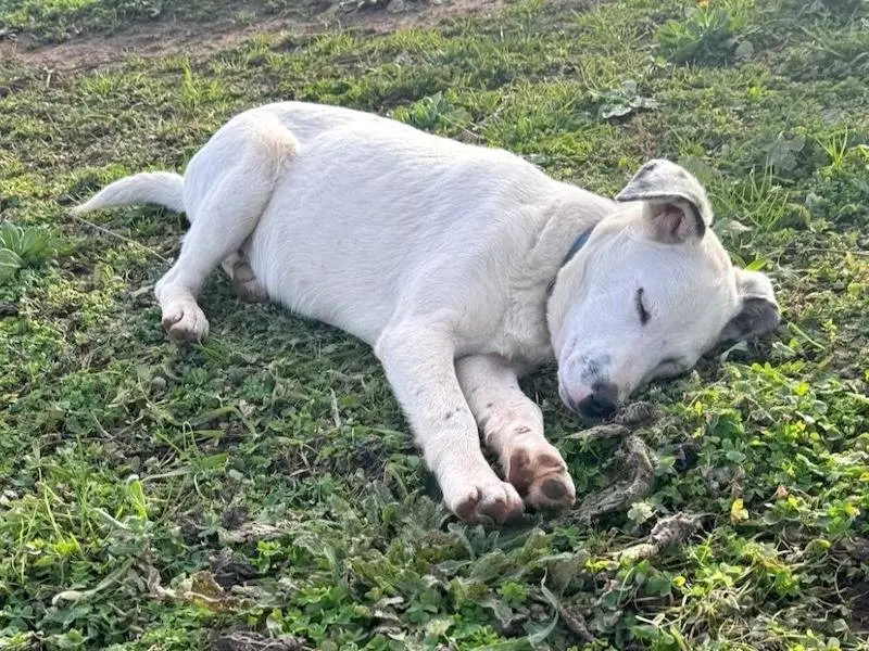 Vuoi adottare un cane a Vibo?