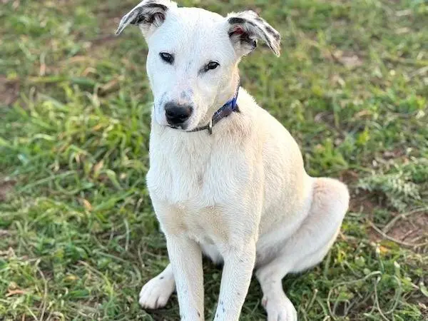 Adotta un cane, maschio, 1 anno e 1 mese, Vibo