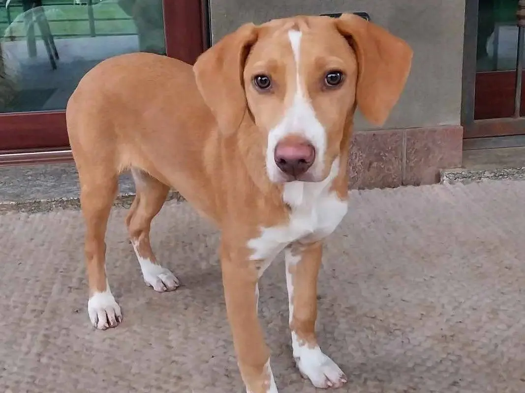 Adotta un cane, femmina, 3 anni, Como