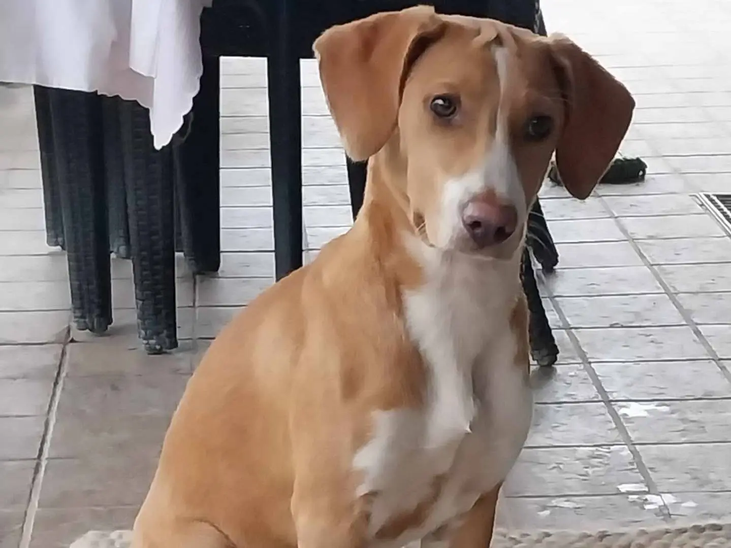 Adozione cane, femmina, meticcio, 3 anni, taglia media, Como