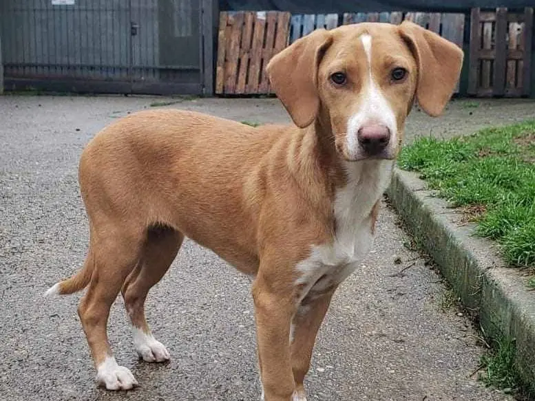 Adotta un cane, taglia media, femmina, Como