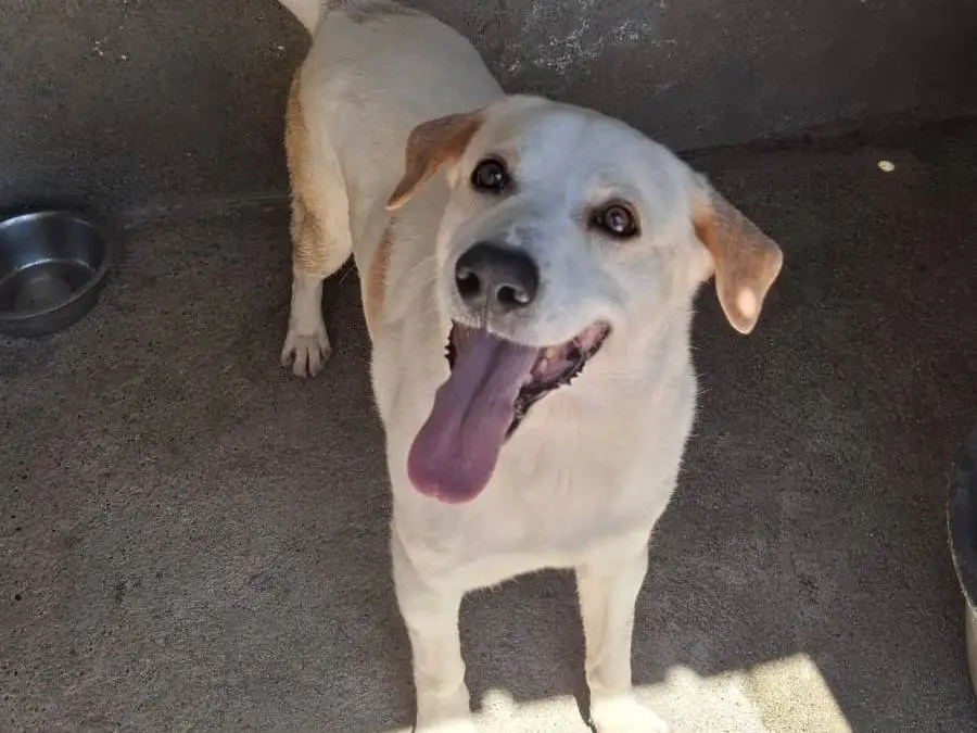 Adotta un cane, maschio, 3 anni e 2 mesi, Reggio
