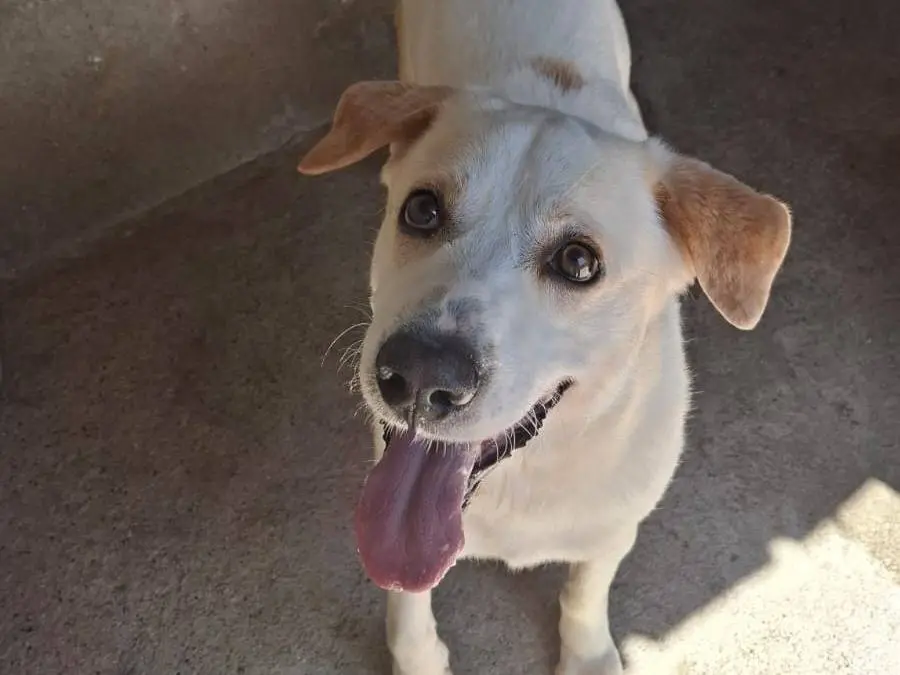 Adozione cane, maschio, Razza sconosciuta Razza sconosciuta, 3 anni e 2 mesi, taglia media, Reggio