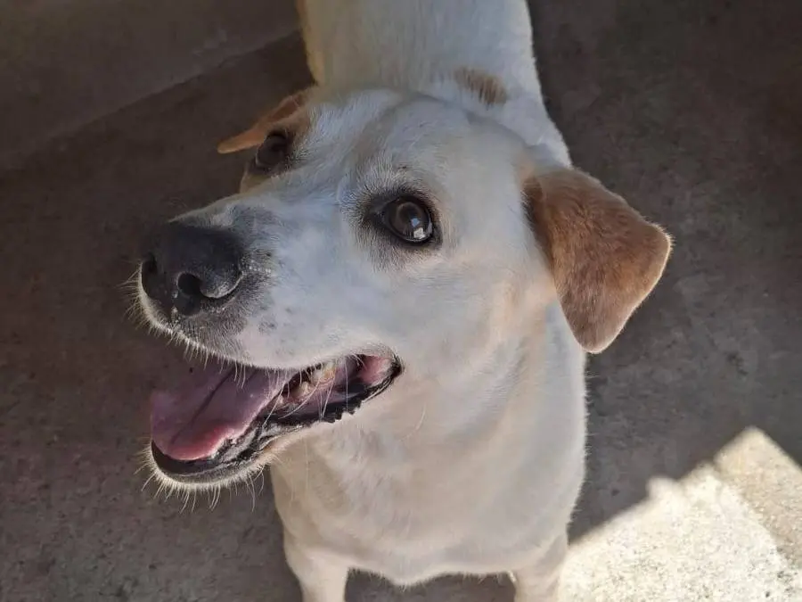 Adotta un cane, taglia media, maschio, Reggio