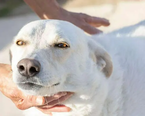 Vuoi adottare un cane a Frosinone?