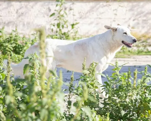 Adotta il cane SUSI a Frosinone