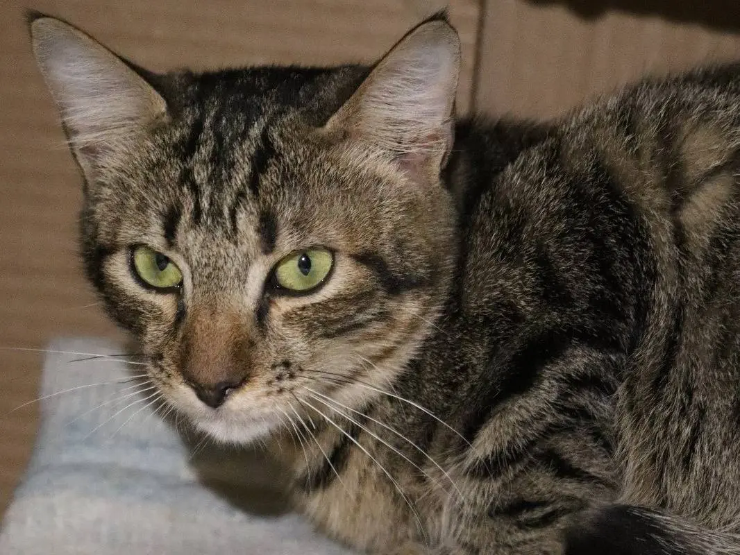 Adotta un gatto, taglia non valida, femmina, Milano